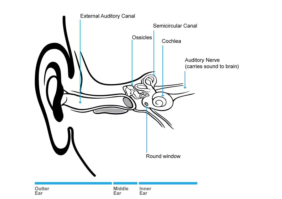 How we hear - London Ear Lab How we hear - London Ear Lab